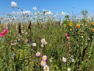 Droogbloemen